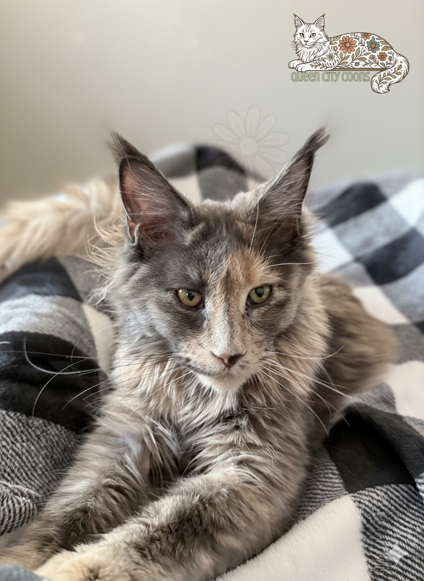 Image of Queen Aurora