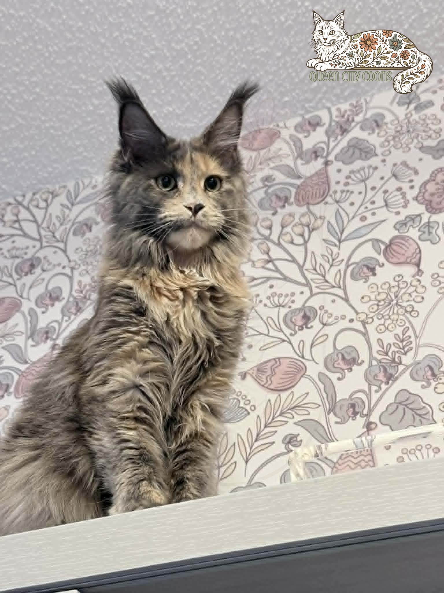 Image of Queen Aurora