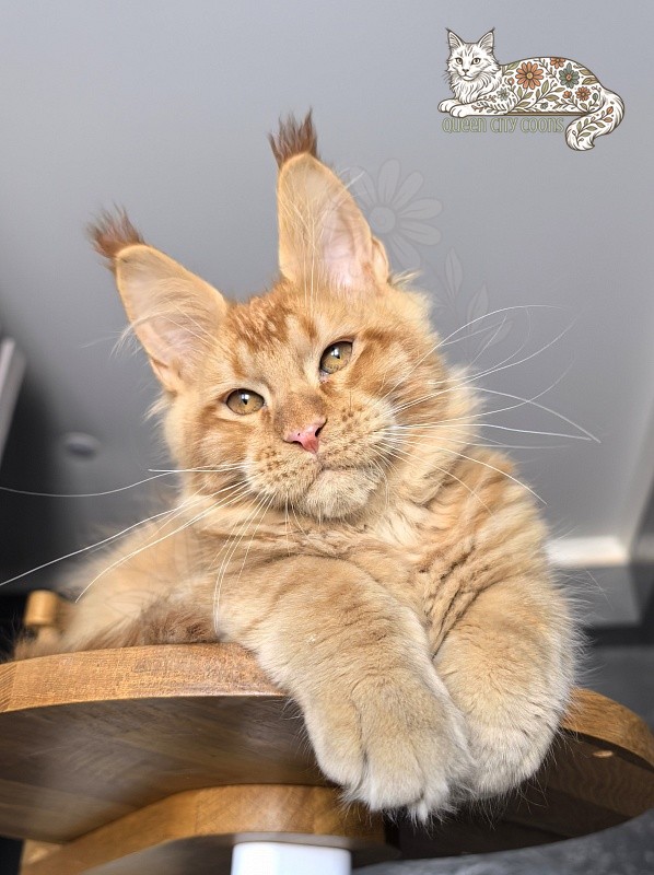 Image of King Zeus