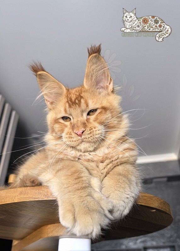 Image of King Zeus