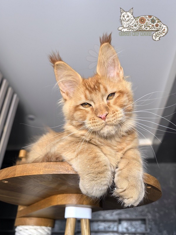 Image of King Zeus