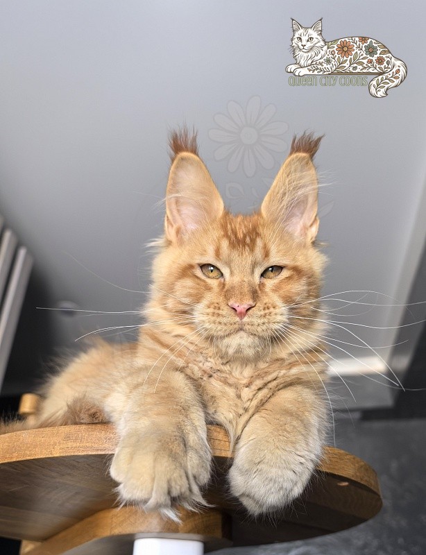 Image of King Zeus