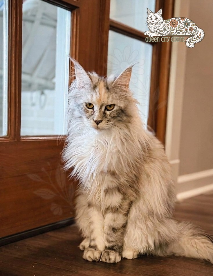 Image of Queen Iris