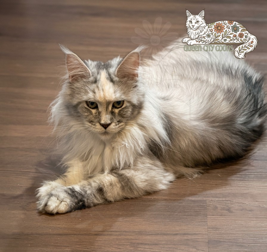 Image of Queen Iris