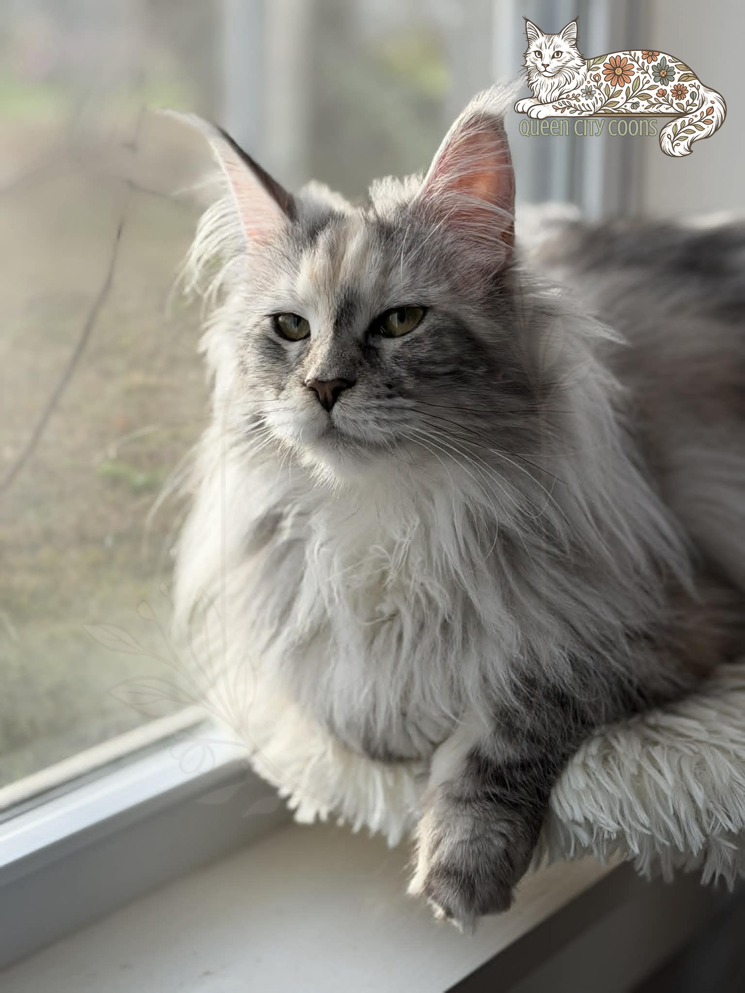 Image of Queen Iris