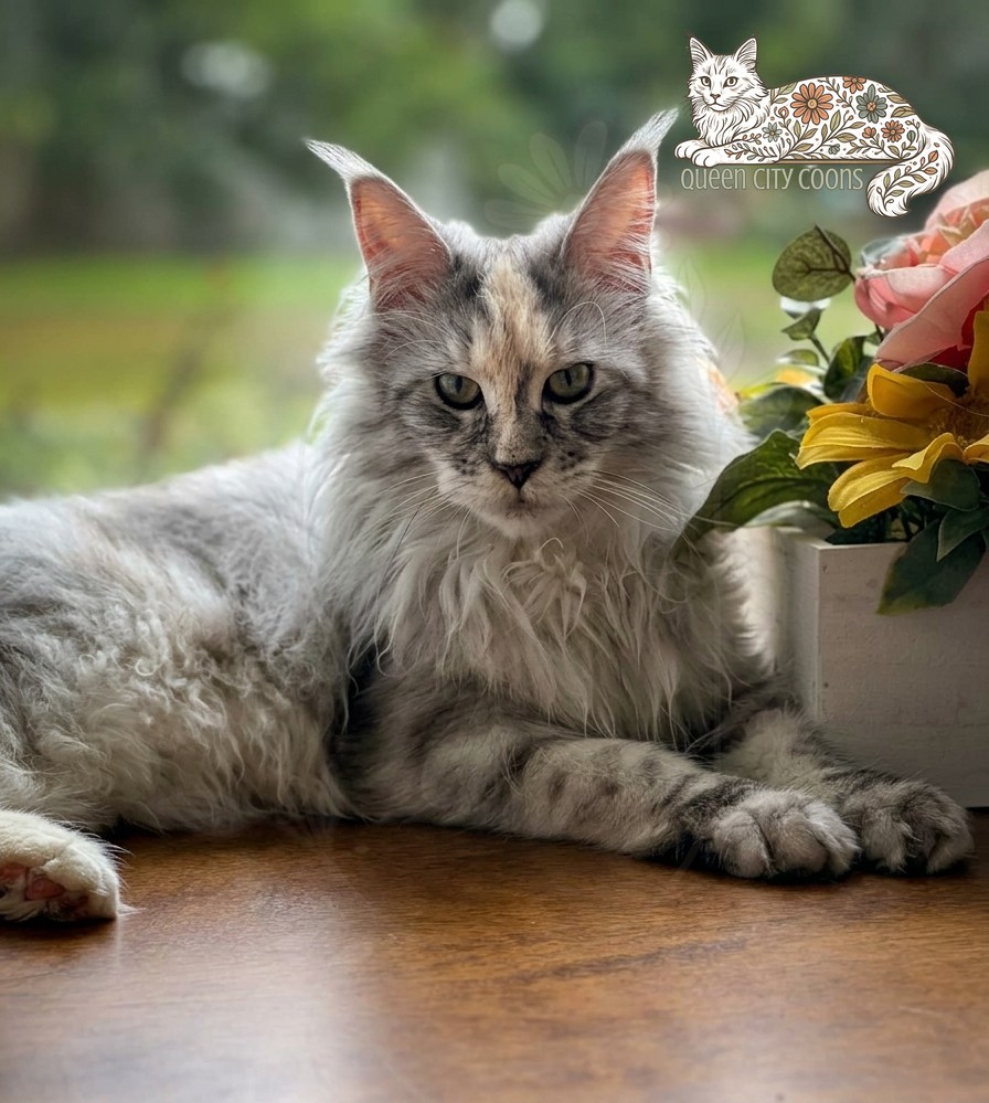 Image of Queen Iris