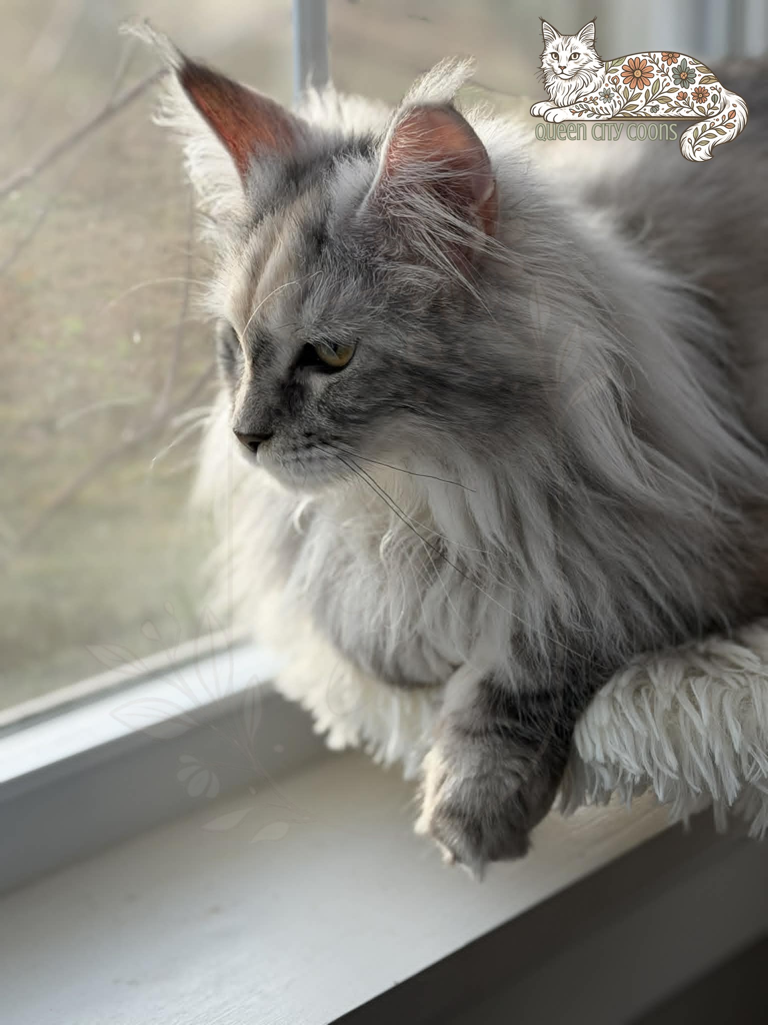Image of Queen Iris