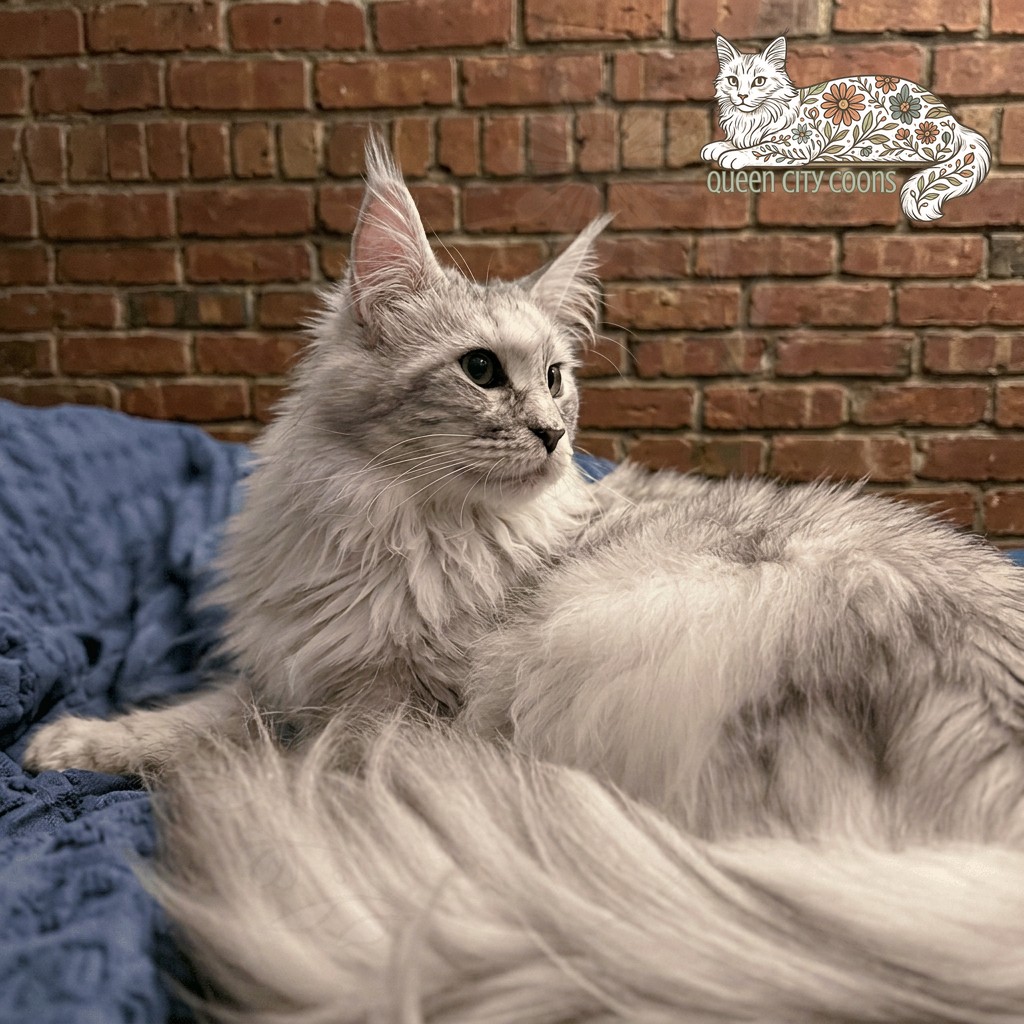 Image of Queen Iris